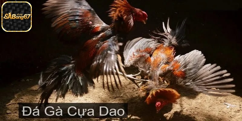 Đá gà cựa dao có thể hiểu nôm na là cuộc tranh tài giữa những chiến kê