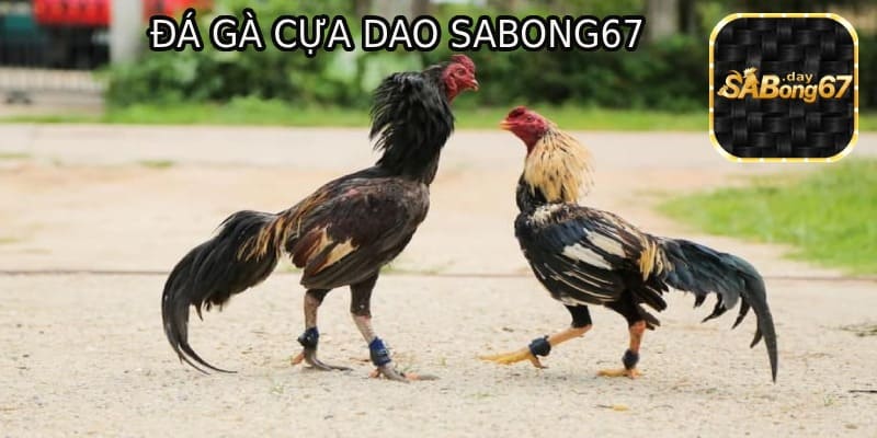 Đá gà cựa dao Sabong67