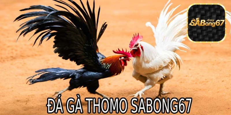 Đá gà tại thomo Sabong67