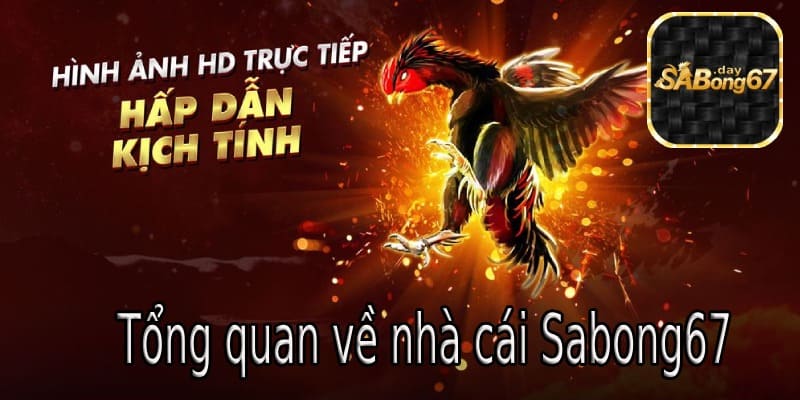 Giới thiệu tổng quan về SABONG67