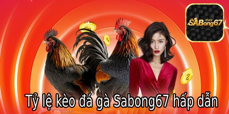 Sabong67 có tỷ lệ kèo đá gà hấp dẫn với nhiều kèo thơm