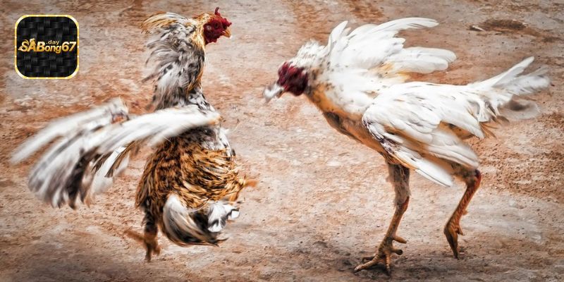 Cách Thức Cá Cược Đá Gà Alo789
