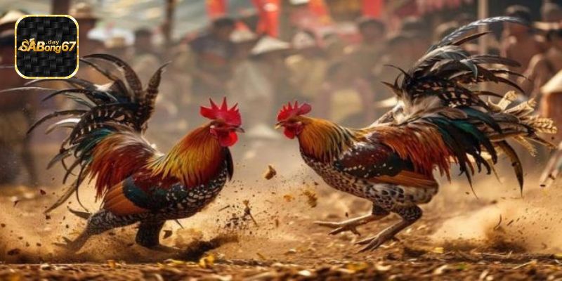 Tại Sao Alo789 Là Nền Tảng Đá Gà Trực Tuyến Hàng Đầu?